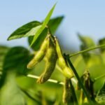 early-soybean