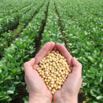 soya crops